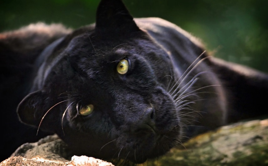 Чёрная пантера — сильное и грациозное животное, давшее имя новой АС от Meyer Sound.jpg